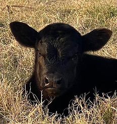 Registered Black Angus calf