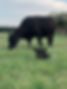 Registered Black Angus Cow and calf