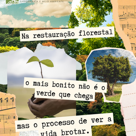 Restauração Florestal: Como Projetos socioambientais podem transformar comunidades e reconectar pessoas com a Natureza.