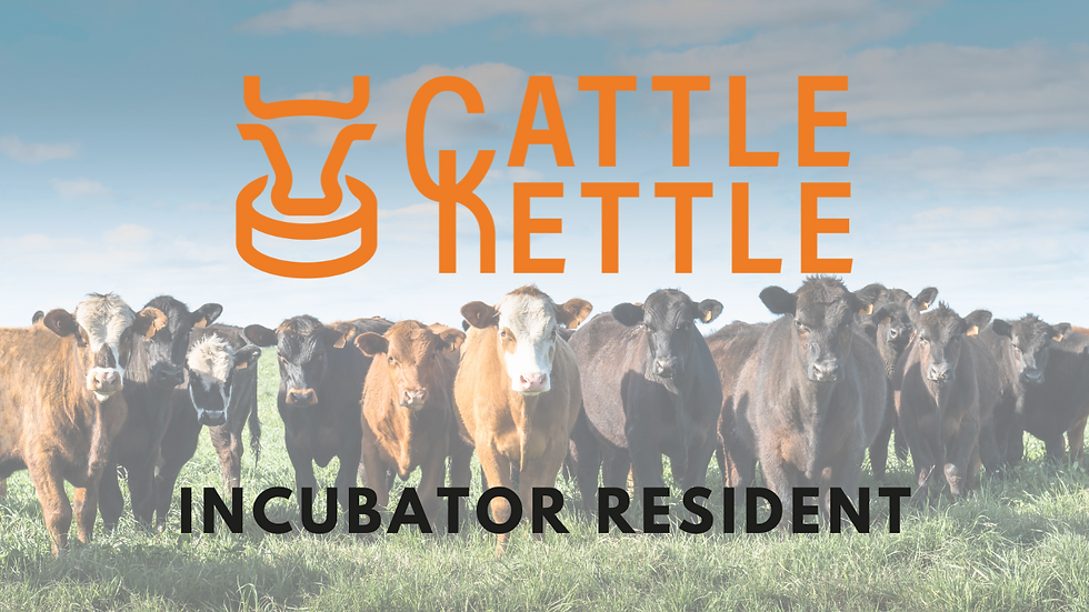 Cattle Kettle Incubator Resident