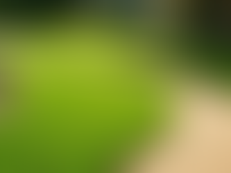 Transform Your Lawn with Professional Landscaping Services