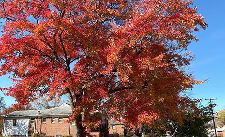 Tree_edited.jpg