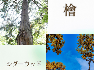 「土」と「夏の樹々」の匂い 夏の終わり