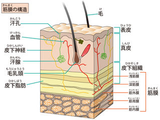 皮膚に、頭皮にも存在する嗅覚受容体