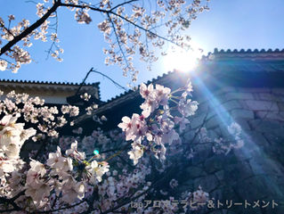 もう少しで桜満開の松山城