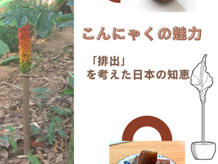 〜こんにゃくの魅力〜
