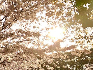 松山市お城下公園の桜