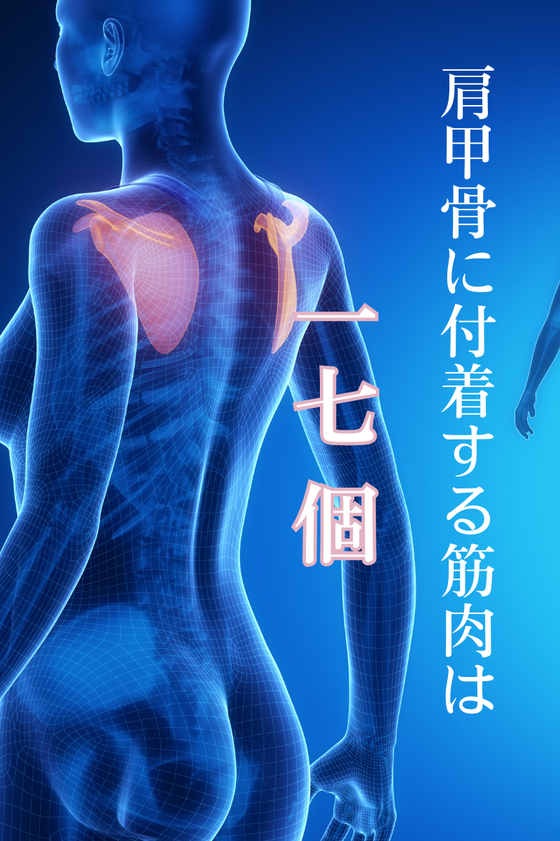 肩甲骨に付着する筋肉は17