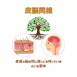 皮脳同根の視点から見たアロママッサージの力