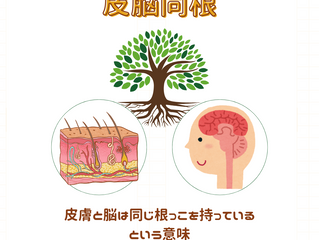 皮脳同根(ひのうどうこん) 更年期世代の肌(皮膚)のこと