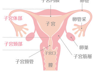 子宮体癌の検査はかなり痛いし〇〇症のリスクが高い。
