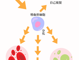 人間は不老不死になれるのか?血液を作る細胞は2個だけ!
