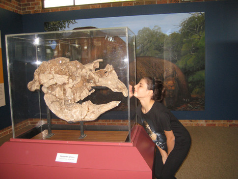 Diprotodon Skull