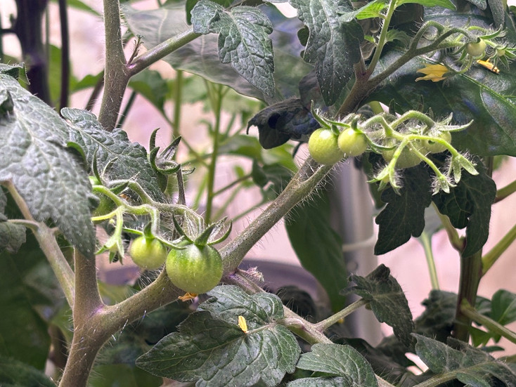 red robin tomato green
