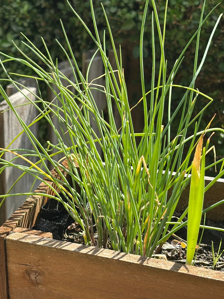 Chives growing in a herb planter with healthy green leaves in a home garden