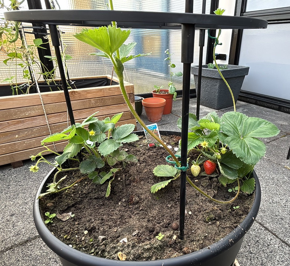 young climbing strawberry plant growing in a balcony pot with a small trellis