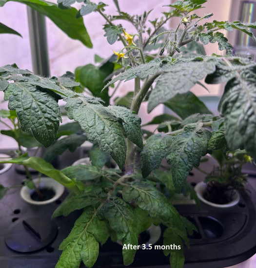 more plants