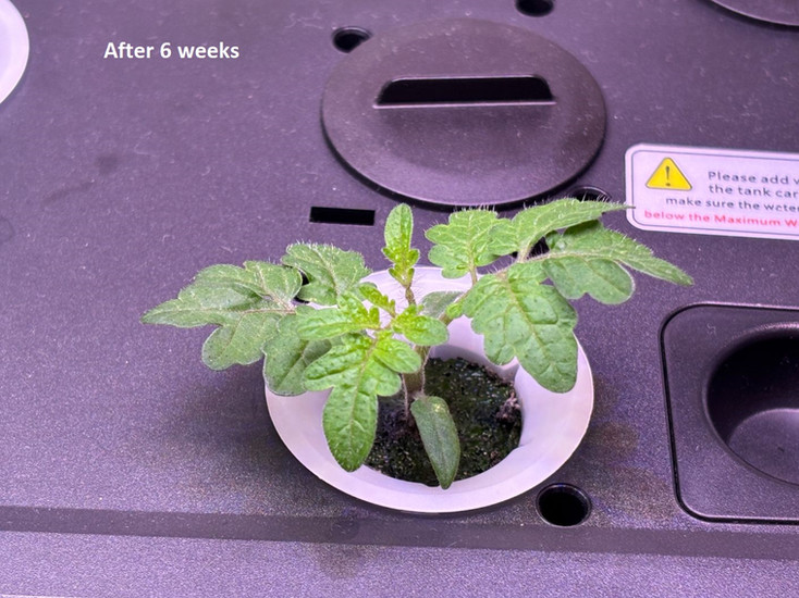 hydroponics plant is growing