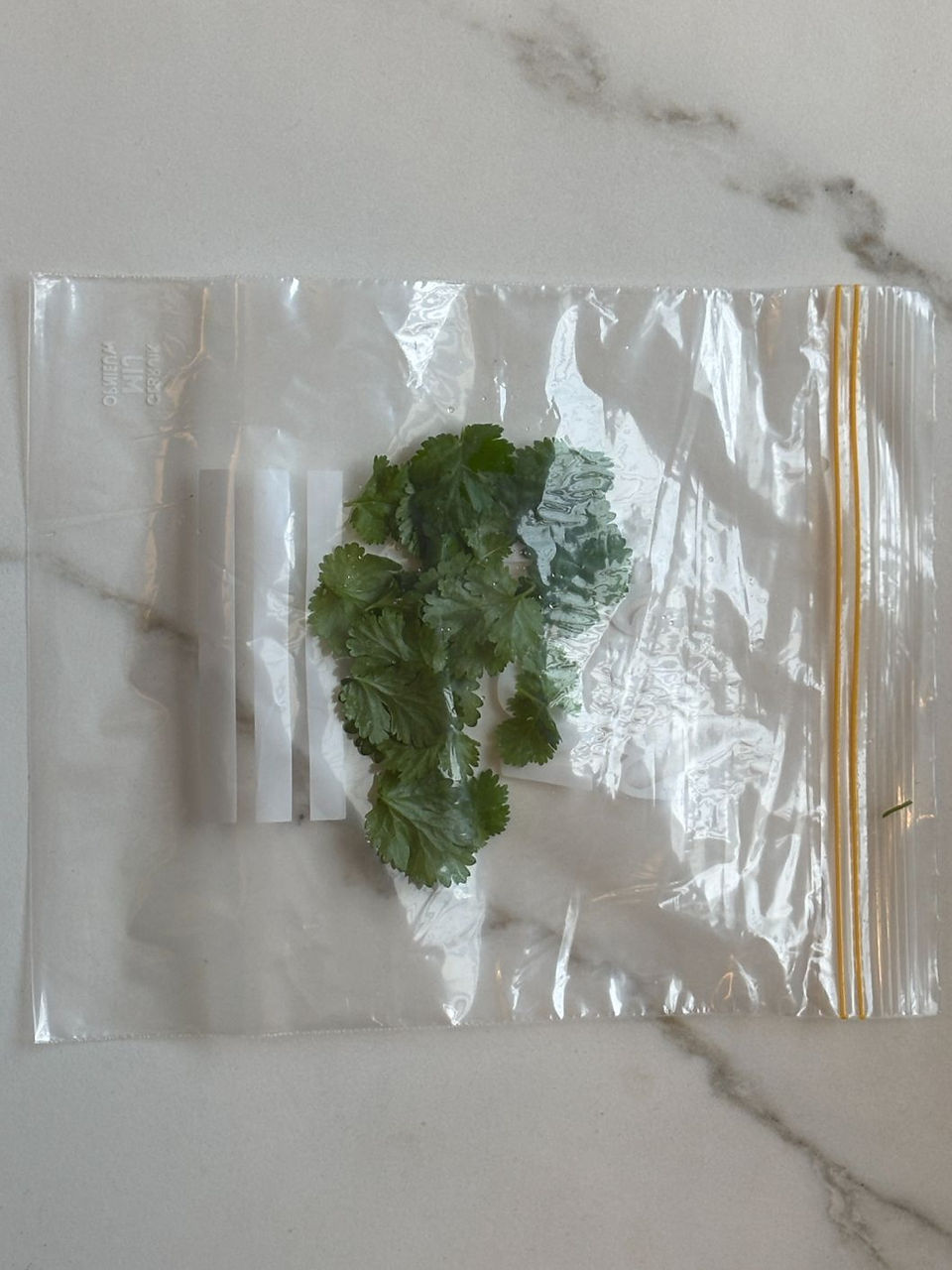 Grote bos hydrocultuur koriander na terugkomst van vakantie