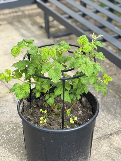 glen coe raspberry plant at home