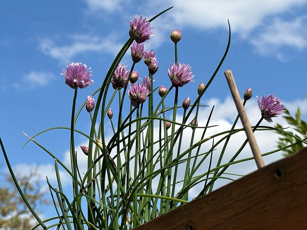 Chives flowering in early spring with purple blossoms growing in a home herb garden