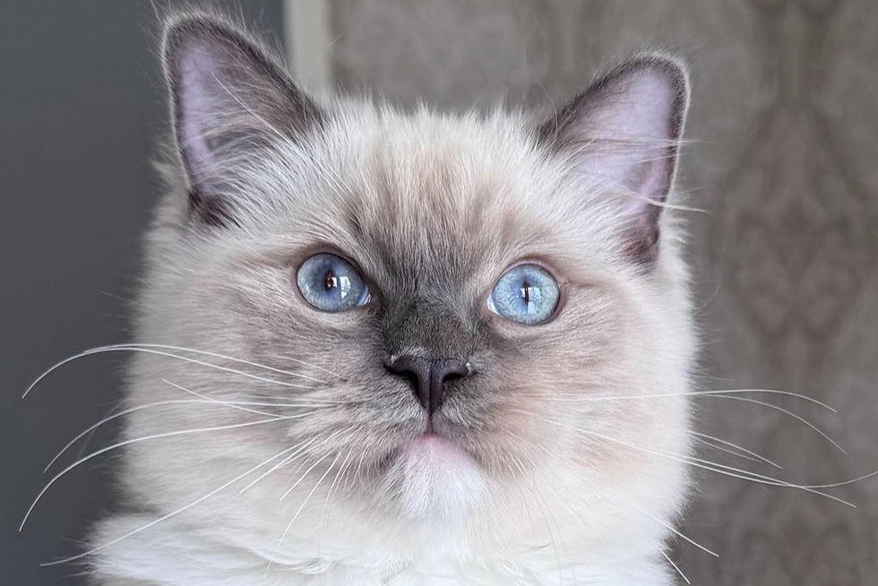 654a6c12-90df-4290-bc14-f3ac437a5750_edited_edited_edited_edited_edited