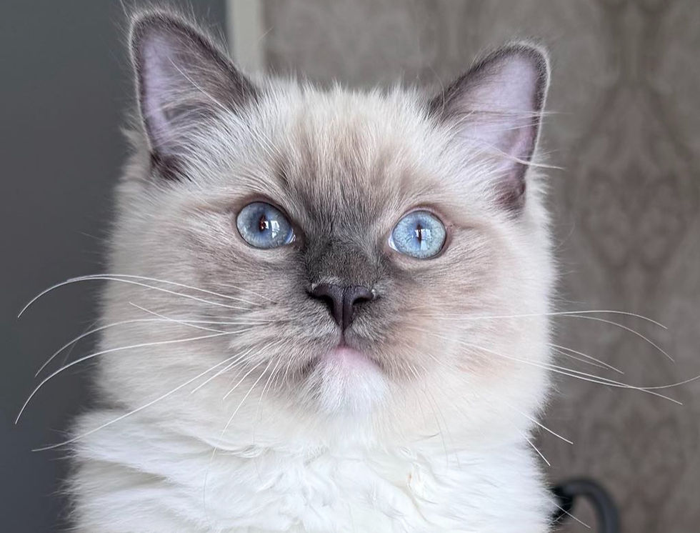 654a6c12-90df-4290-bc14-f3ac437a5750_edited_edited_edited