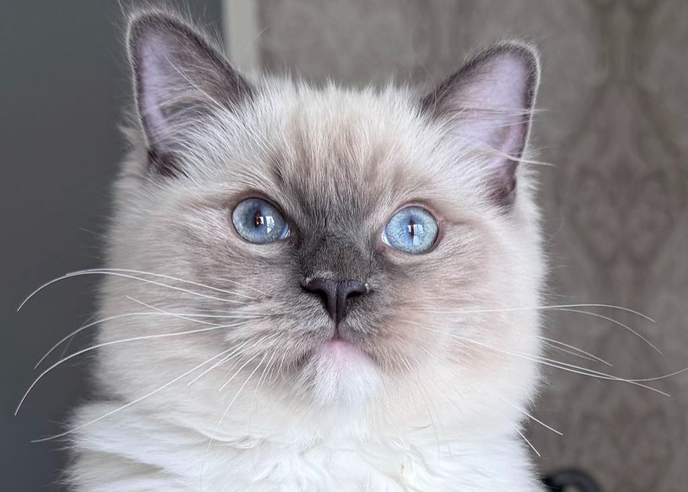 654a6c12-90df-4290-bc14-f3ac437a5750_edited_edited_edited_edited