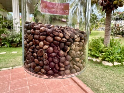 Roasted coffee beans from our farm in Abra, Strutz Art Garden Resort, boutique hotel in Abra, Philippines