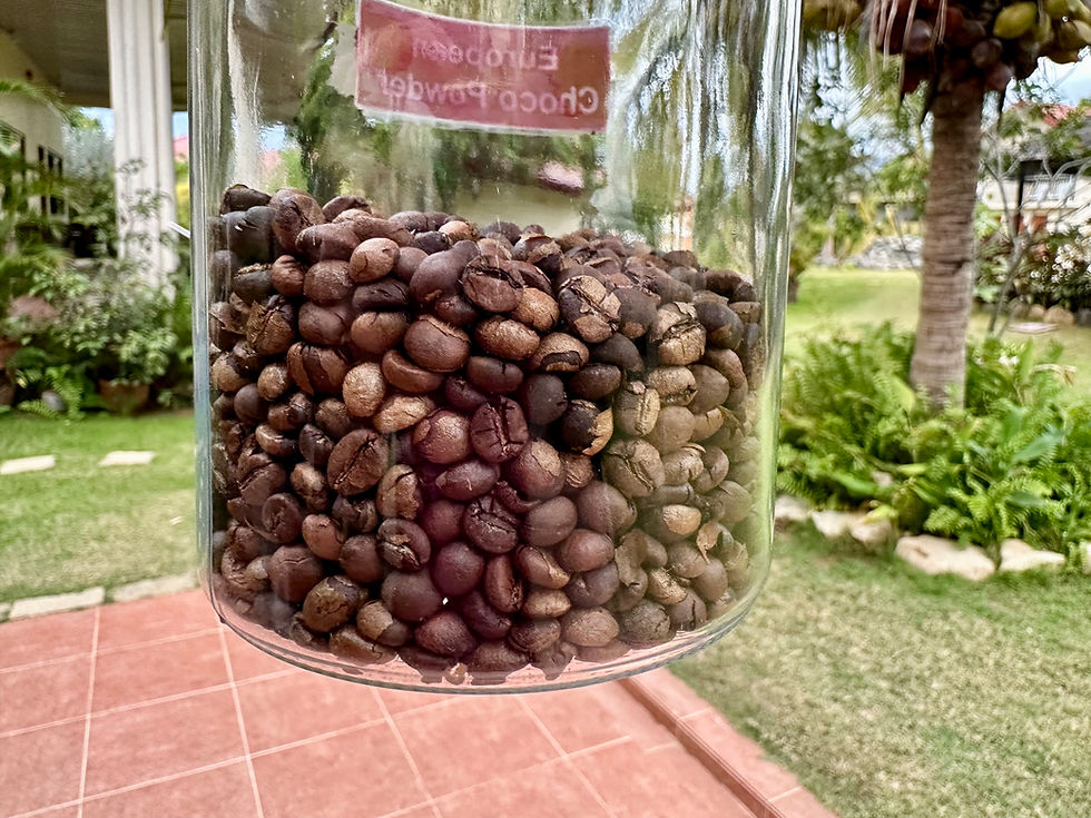 The first batch of homegrown Arabica coffee beans
