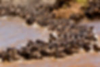 Serengeti Migration - Herds animals river crossing in North Serengeti