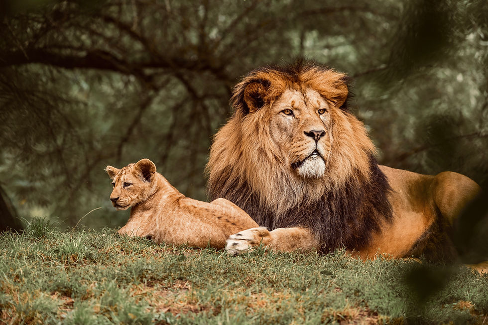 Lion with a Cub in the Masai Mara during Safari