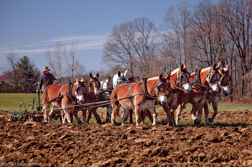 Salmon, Ron-Amish Draft Mule Team