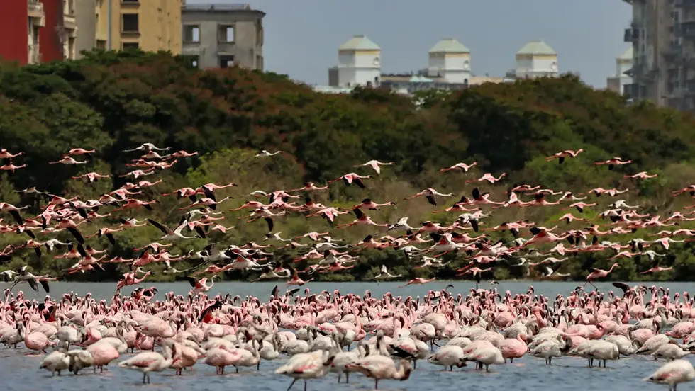 The peak season ranges between February to May during which 100-150 thousand birds are estimated to be in and around Mumbai.