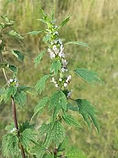 Motherwort - Leonurus Cardiaca