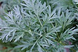 Mugwort Artemisia - Vulgaris