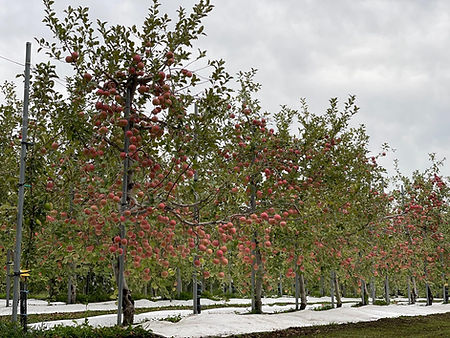 fram apple 2.jpeg