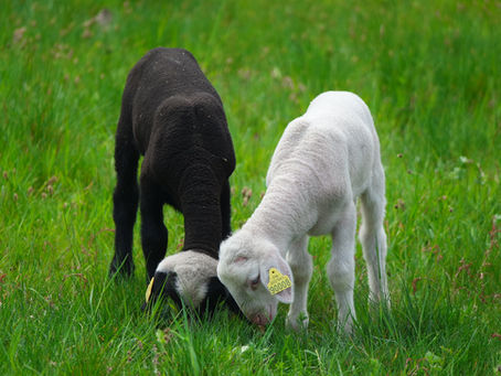 Le printemps est de retour, les laitages et les merguez aussi !