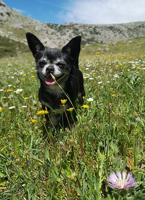 Happy dog Professional care Dog walk Specialised walks chihuahua chiswick