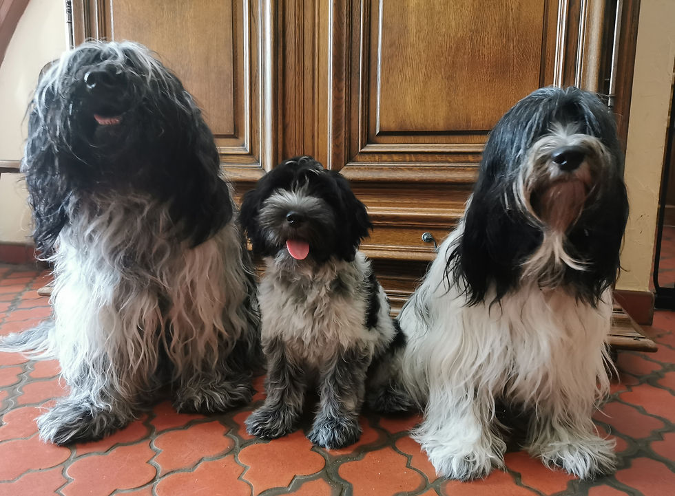 Collier Rose Photo de famille
