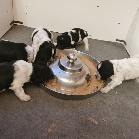 Portée J23 1er repas solide.jpg