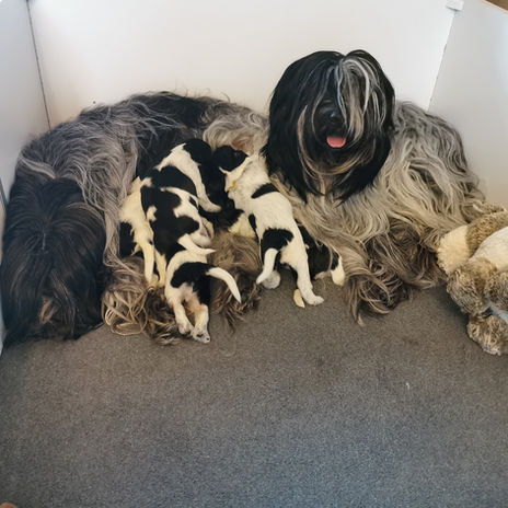 Nounou Willow à J16.jpg