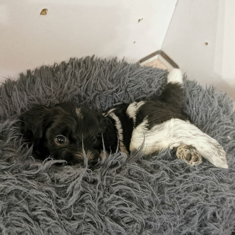 Collier orange J37.jpg