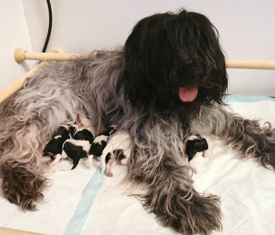 Luthien et ses petits Elfes.jpg