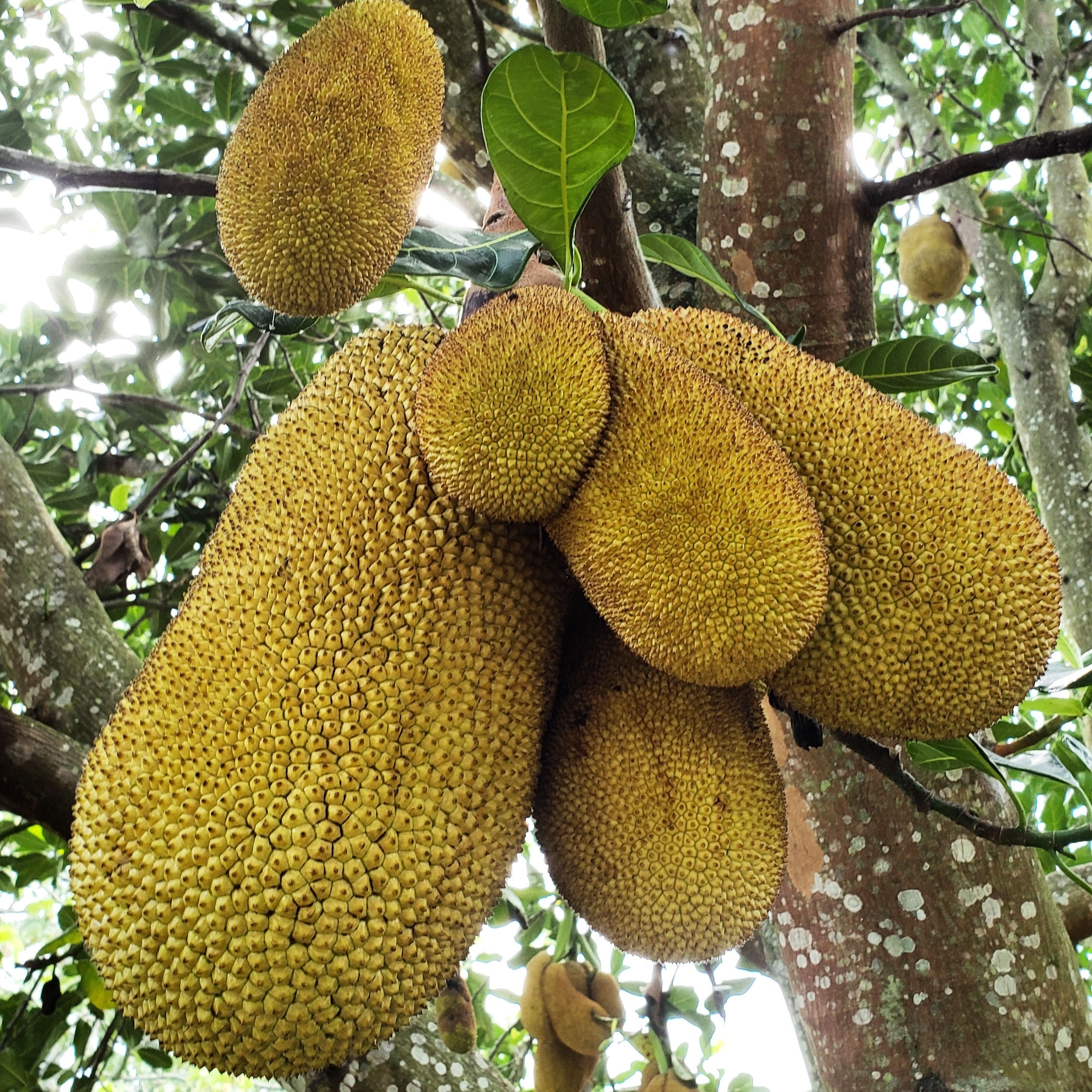 JACKFRUIT O JACA VERDE
