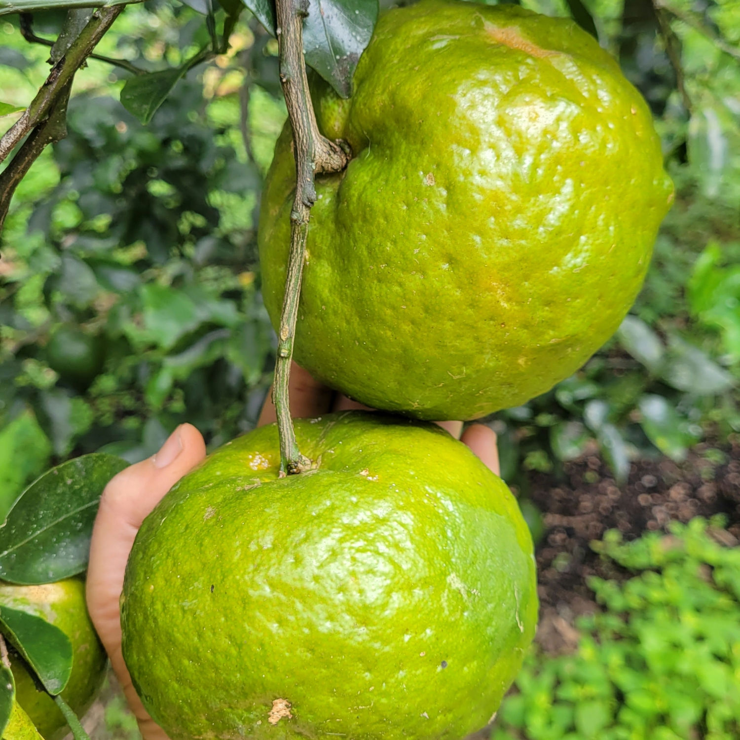 MANDARINA REINA 