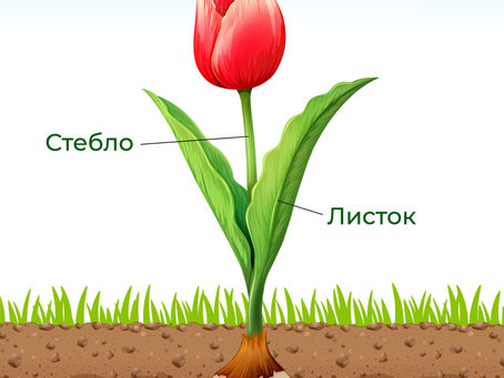 15 квітня/середа/Світ рослин