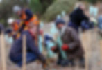 Tree Planting