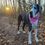 Thumbnail: Pink Flowers Bandana