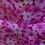 Thumbnail: Pink Flowers Bandana
